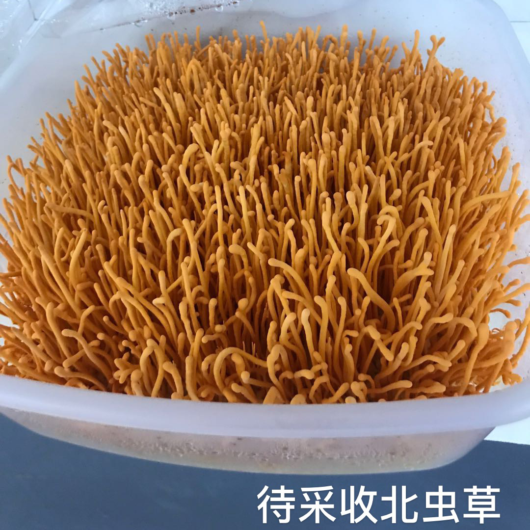 北虫草