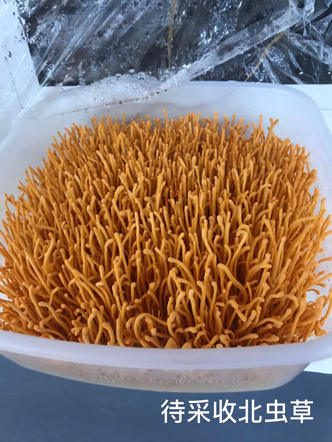 红山嘉致北虫草
