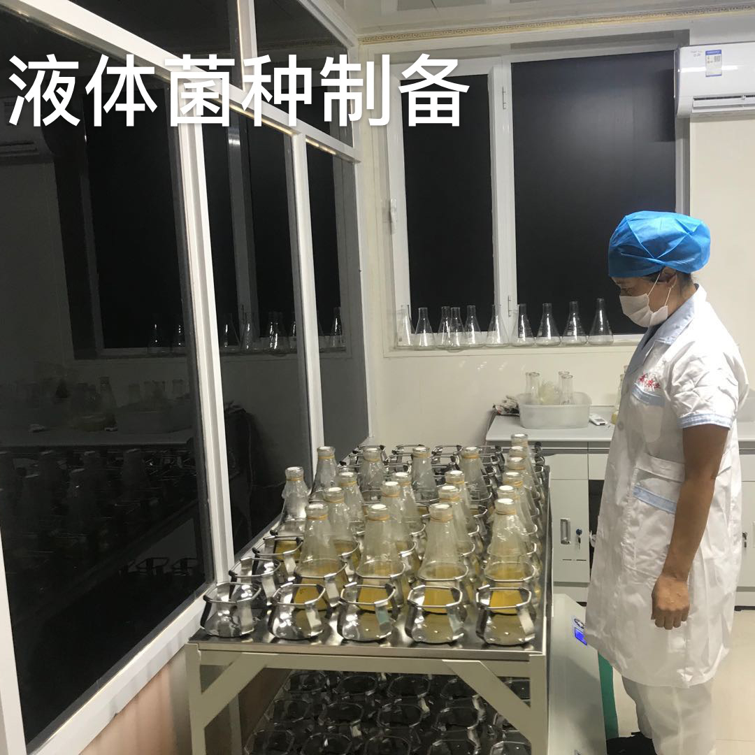 液体菌种制备